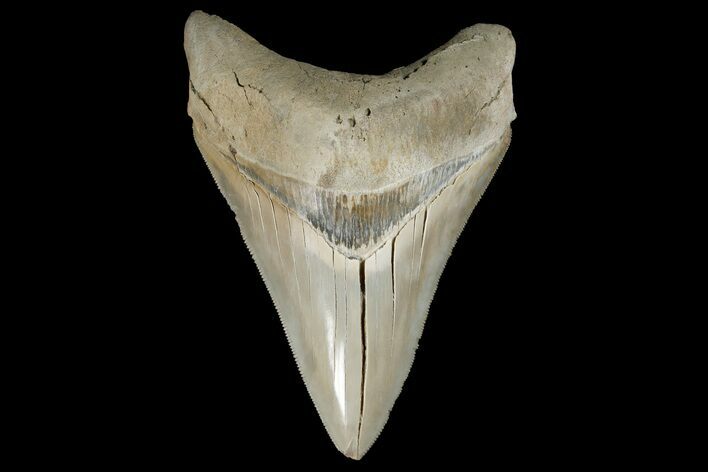 Serrated, Fossil Megalodon Tooth - Aurora, North Carolina #179730